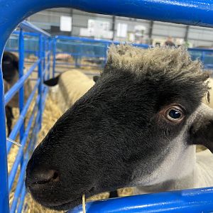 Sheep - Alaska State Fair