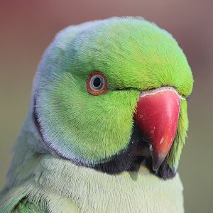Rose-ringed Parakeet, Virginia Lake Aviary