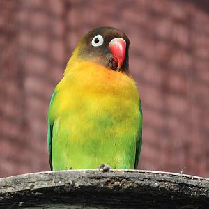 Masked Lovebird, Virginia Lake Aviary