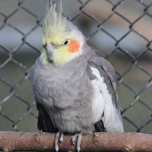 Cockatiel, Virginia Lake Aviary