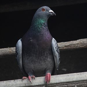 Domestic Pigeon, Virginia Lake Aviary