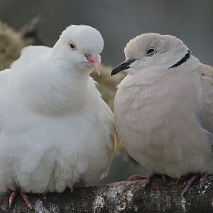 Barbary Dove (common and white morphs), Virginia Lake Aviary