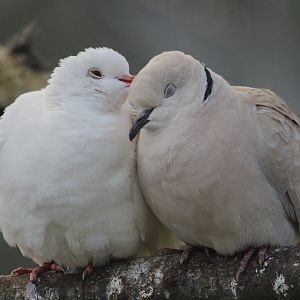 Barbary Dove (common and white morphs), Virginia Lake Aviary