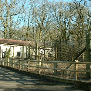 Giant Anteater Enclosure