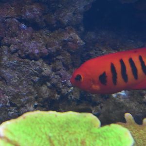 Flame Angelfish