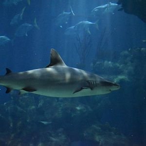 Grey Reef Shark