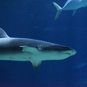 Whitetip Reef Shark