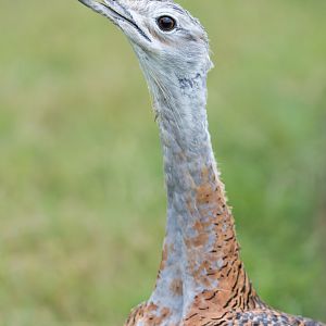 Great Bustard (m) / Watatunga / 30-7-23