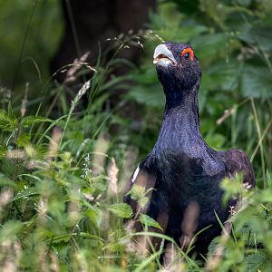 Capercaillie / Watatunga / 30-7-23