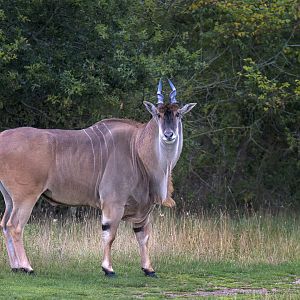 Eland / Watatunga / 30-7-23