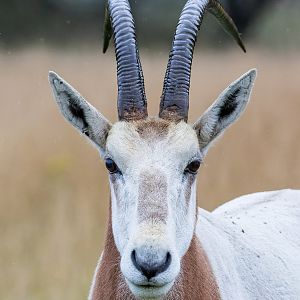 Scimitar-horned Oryx / Watatunga / 30-7-23