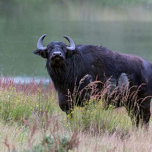 European Water Buffalo / Watatunga / 30-7-23