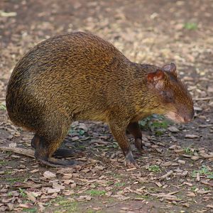 Central American Agouti
