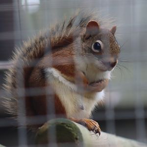 North American Red Squirrel