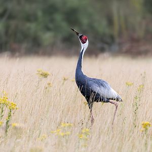 White-naped Crane / Watatunga / 30-7-23