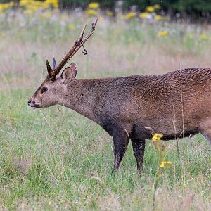 Hog Deer / Watatunga / 30-7-23