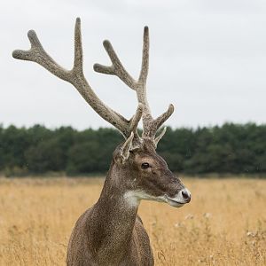 White-lipped Deer / Watatunga / 30-7-23