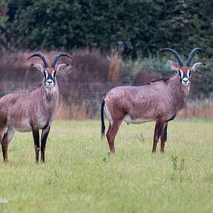 Roan Antelope / Watatunga / 30-7-23
