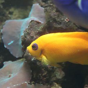 Lemonpeel Angelfish
