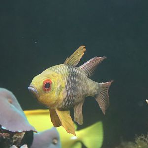 Pajama Cardinalfish