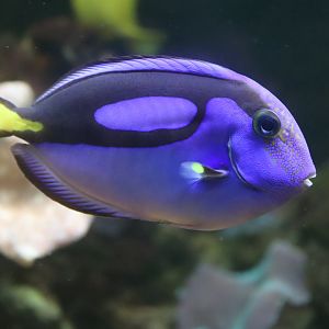 Palette Surgeonfish