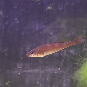 Sardine Cichlid
