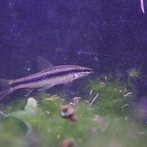 Siamese Algae Eater