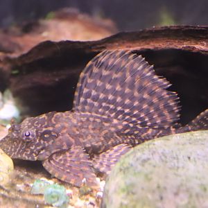 Spotted Sailfin Suckermouth Catfish