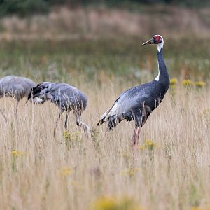 White-naped Cranes / Watatunga / 30-7-23