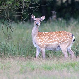 Sika deer (f) / Watatunga / 30-7-23