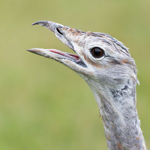 Great Bustard (m) / Watatunga / 30-7-23