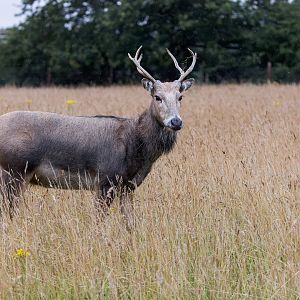 Père David's Deer / Watatunga / 30-7-23