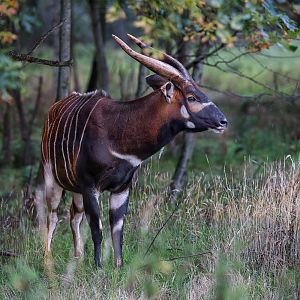 Eastern Bongo / Watatunga / 30-7-23