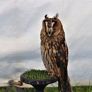Long-eared Owl