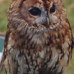Tawny Owl