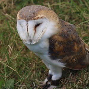 Barn Owl