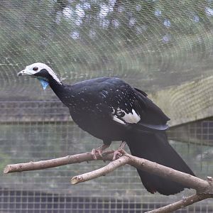 Blue-throated Piping Guan