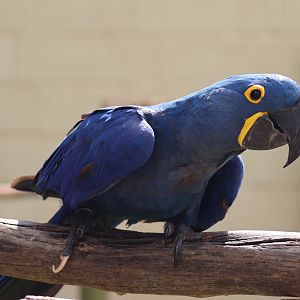 Hyacinth Macaw