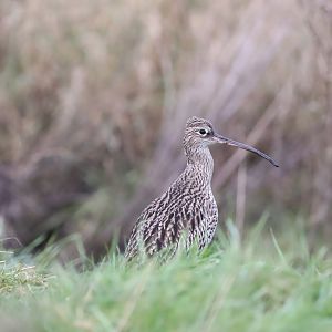 Eurasian Curlew