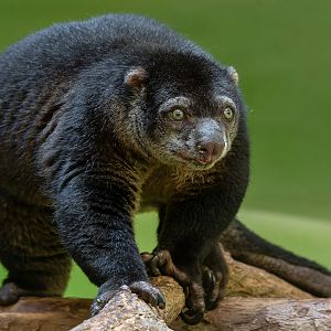 Bear cuscus (Ailurops ursinus)