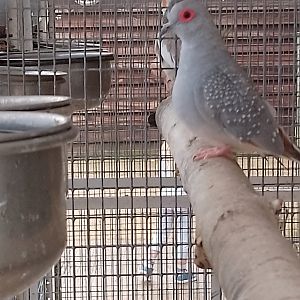 Diamond dove