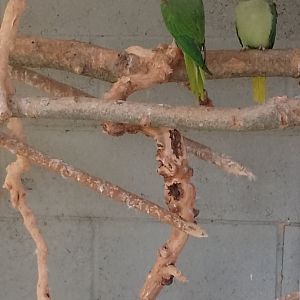Ring necked parakeet