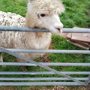 Alpaca