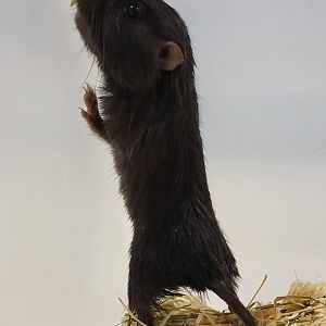 Coruro - Spalacopus cyanus