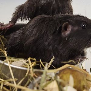 Coruro - Spalacopus cyanus