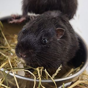 Coruro - Spalacopus cyanus