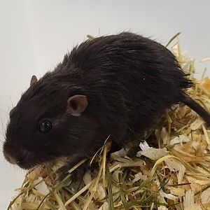 Coruro - Spalacopus cyanus