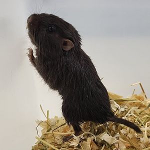 Coruro - Spalacopus cyanus