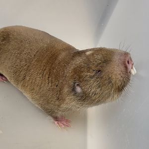 Mechow's mole-rat