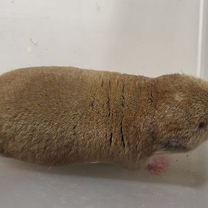 Mechow's mole-rat